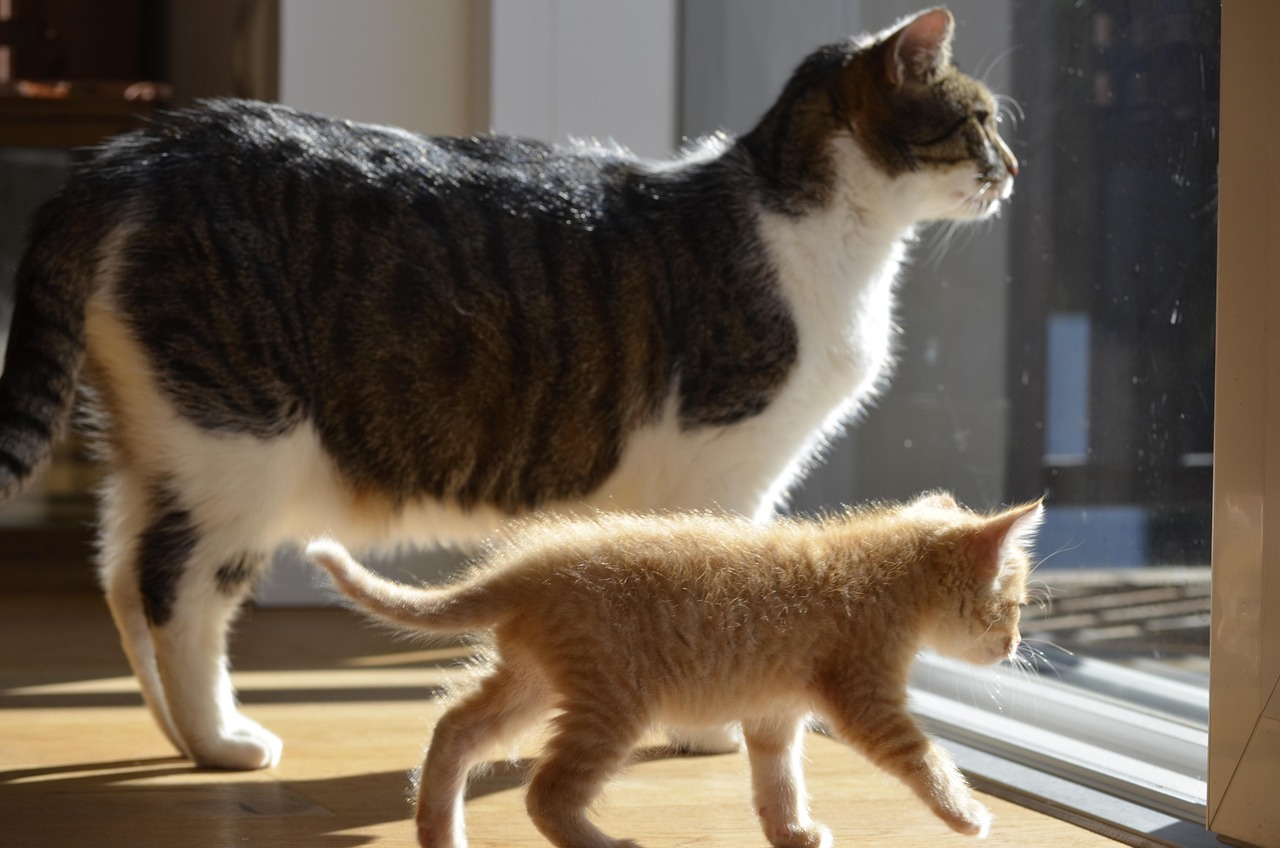 长城闪电猫费用〃长城汽车欧拉闪电猫费用